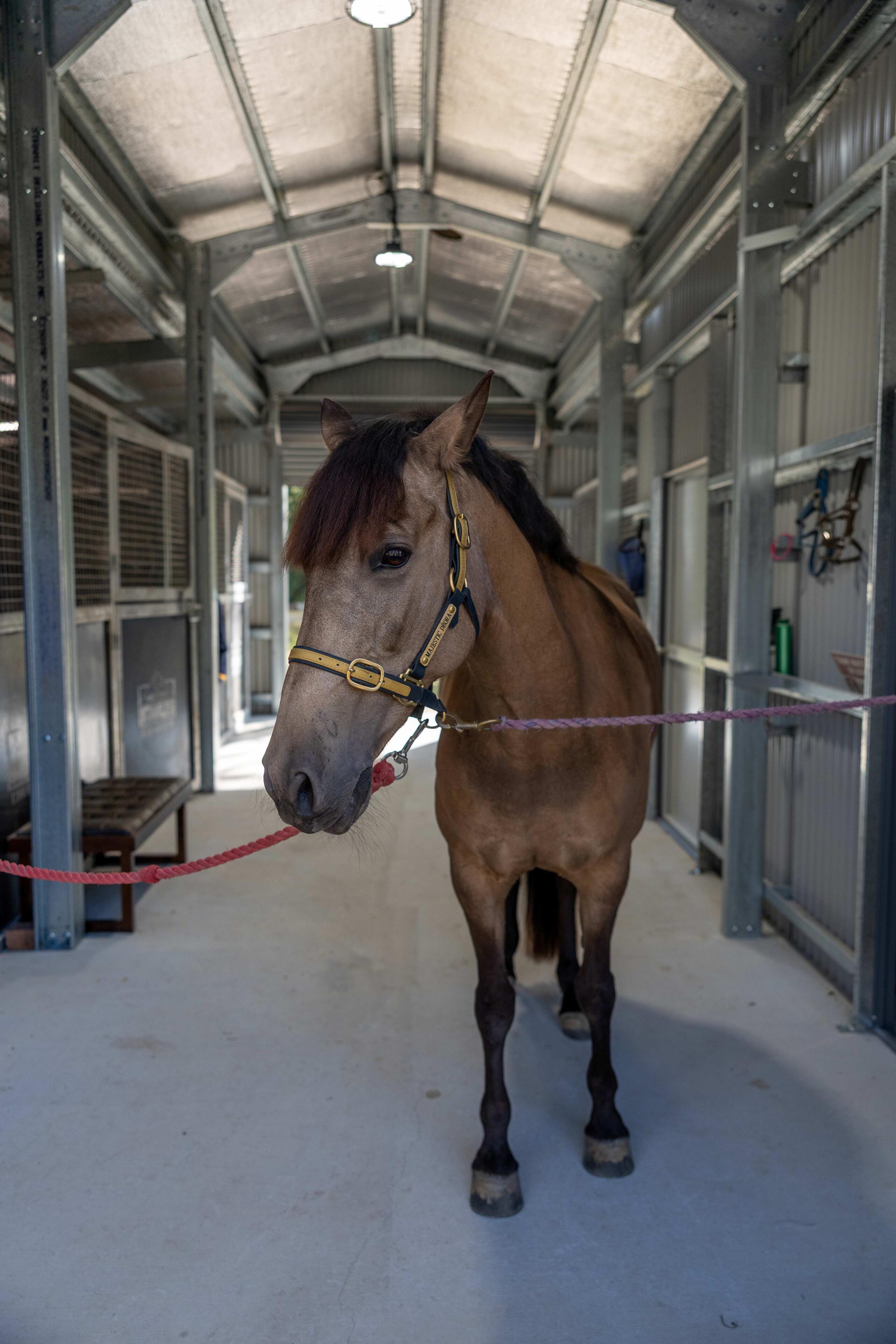Horse 1