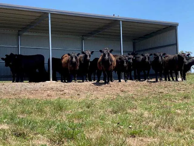 Joadja 15258 Cows in shelter